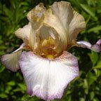 Las Vegas - reblooming tall bearded Iris