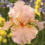 Lascivious Dreams - fragrant reblooming tall bearded Iris