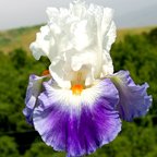 Last Laugh - tall bearded Iris