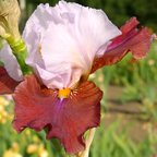 Latin Hideaway - tall bearded Iris