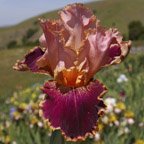 Latin Lark - tall bearded Iris