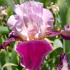 Latin Lover - reblooming tall bearded Iris