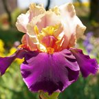 Latin Rock - tall bearded Iris