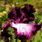 Laugh Lines - tall bearded Iris
