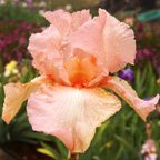 Laura Jean - reblooming tall bearded Iris