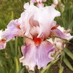 Lava Moonscape - tall bearded Iris