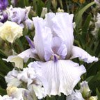 Lavender Icicle - tall bearded Iris