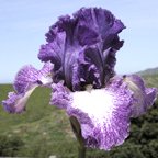 Leanna - fragrant reblooming tall bearded Iris