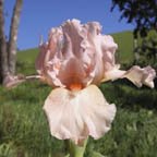 Leilana Kai - Intermediate bearded Iris