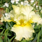 Lemon Chess - reblooming tall bearded Iris