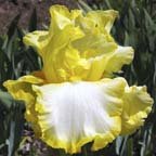 Lemon Fever - reblooming tall bearded Iris