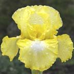 Lemon Pop - reblooming Intermediate bearded Iris