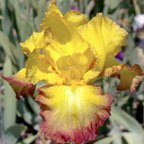 Lena Baker - fragrant tall bearded Iris