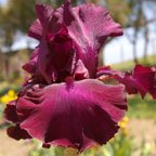 Lenten Prayer - reblooming tall bearded Iris