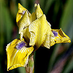 Leprechaun's Delight - fragrant reblooming SDB Standard Dwarf Bearded