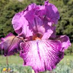 Leslie Dawn - fragrant tall bearded Iris