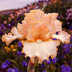 Letmentertainu - fragrant tall bearded Iris