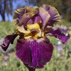 Let's Be Friends - fragrant tall bearded Iris