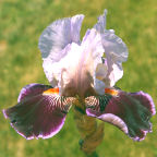 Liaison - reblooming tall bearded Iris