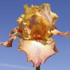 Life of Riley - fragrant tall bearded Iris