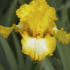 Light Beam - reblooming tall bearded Iris