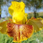 Light Show - tall bearded Iris