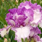 Light And Airy - tall bearded Iris