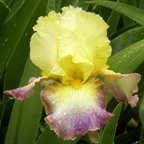 Lightshine - tall bearded Iris