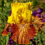 Lightspeed - fragrant Border bearded Iris