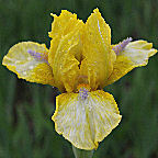 Like a Charm - fragrant reblooming Intermediate bearded Iris