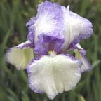 Lilac Stitchery - reblooming tall bearded Iris