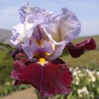 Lilac Wine - tall bearded Iris