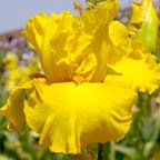 Lima - tall bearded Iris