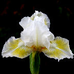 Lime Smoothy - SDB Standard Dwarf Bearded