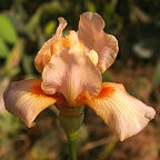 Little Peaches - MDB Miniature Dwarf Bearded Iris
