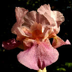 Little Pinkabloo - fragrant Border bearded Iris