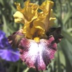 Living Legacy - reblooming tall bearded Iris