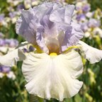 Living Right - tall bearded Iris