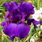 Lloyd's Choice - tall bearded Iris