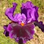 Local Color - tall bearded Iris