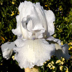 Lofty Dreams - fragrant tall bearded Iris
