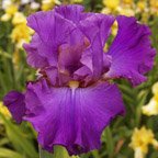Loganberry Squeeze - tall bearded Iris