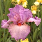 Lollapaloosa - tall bearded Iris