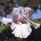 Londonderry - Intermediate bearded Iris