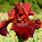 Lonely Street - tall bearded Iris