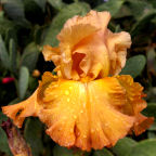 Lord of Rings - fragrant reblooming tall bearded Iris