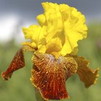 Los Coyotes - fragrant tall bearded Iris