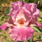 Lou Beet - fragrant tall bearded Iris