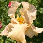 Lou Peach - fragrant tall bearded Iris