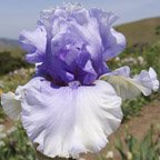 Louise Todd - fragrant tall bearded Iris